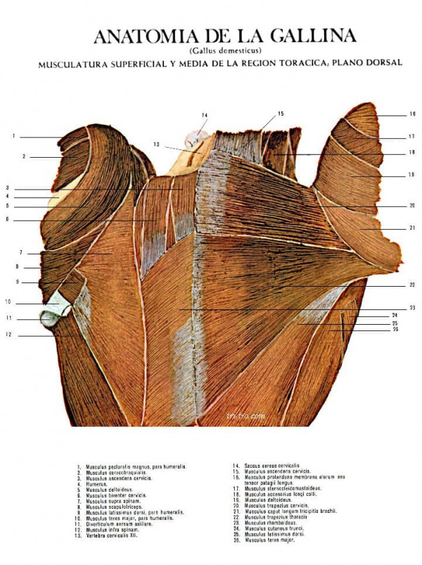 Musculatura superficial y media de la región torácica, plano dorsal gallus domesticus.