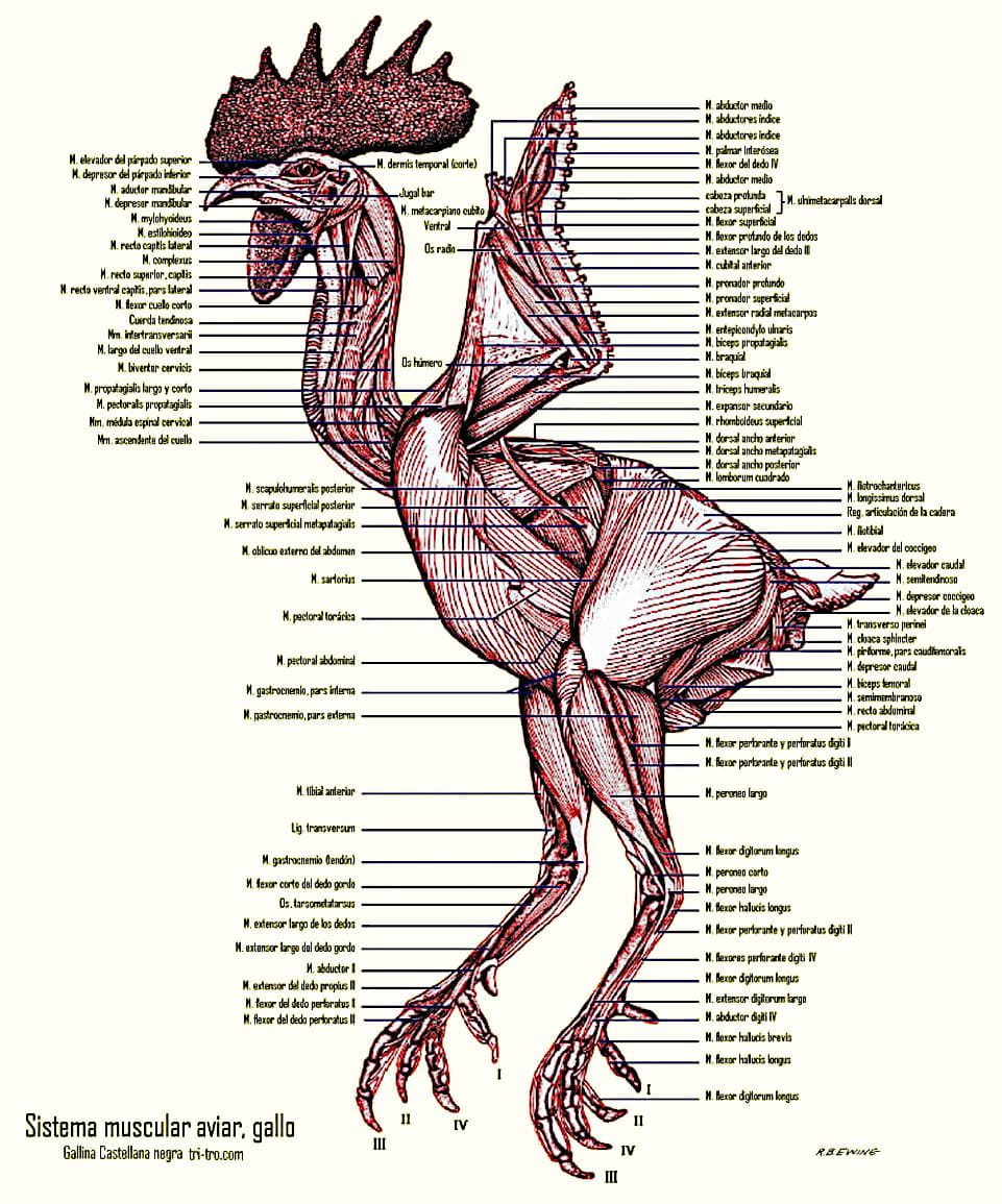Sistema Muscular aviar, el gallo.