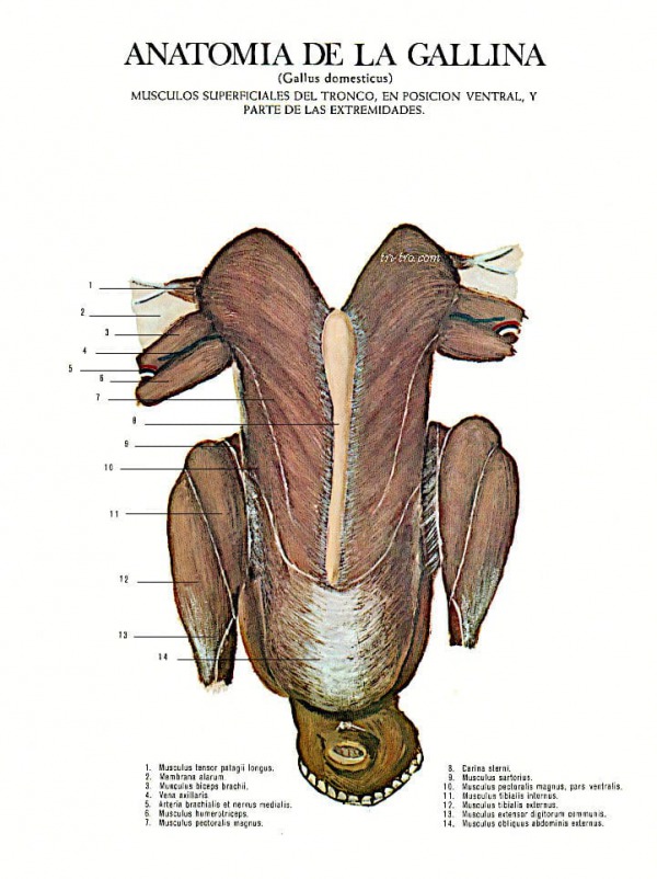 Músculos superficiales del tronco, en posición ventral y parte de las extremidades gallus domesticus.