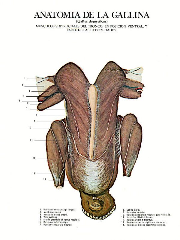Músculos superficiales del tronco, en posición ventral y parte de las extremidades gallus domesticus.