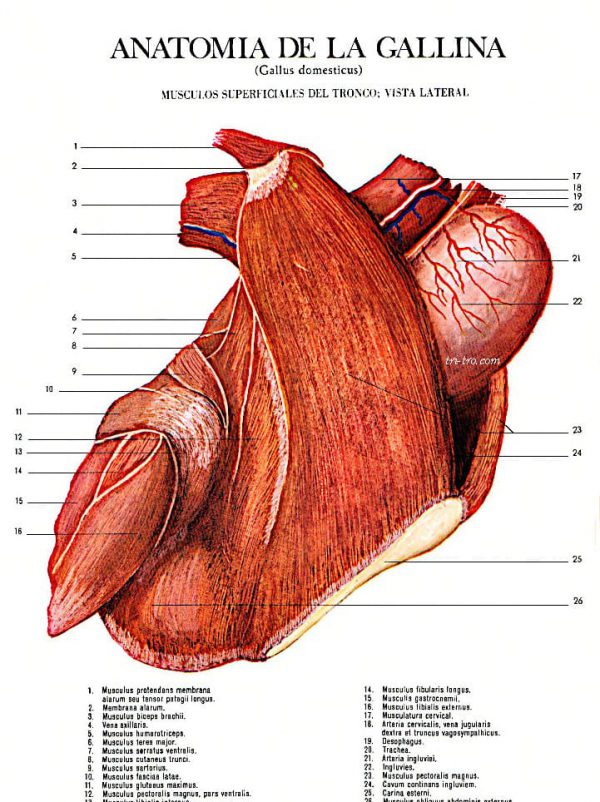 Músculos superficiales del tronco, vista lateral. gallus domesticus.