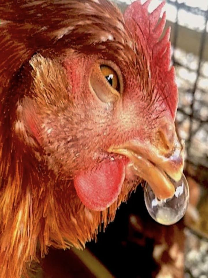 gallina con secrecion nasal por mycoplasma gallisepticum crd