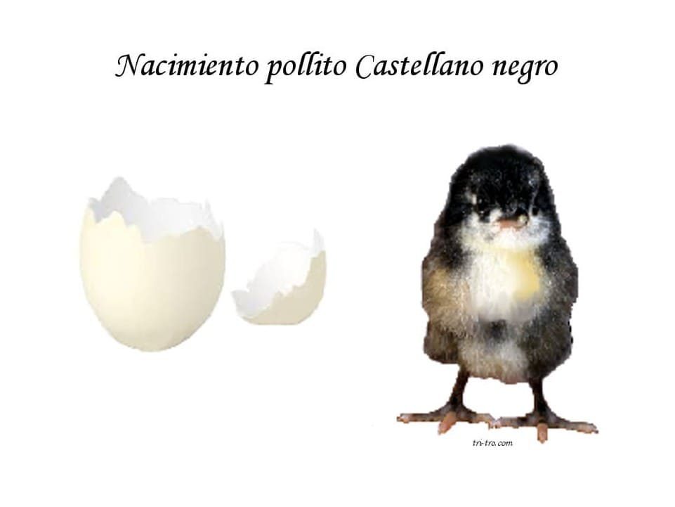 Nacimiento del pollito Castellano negro.