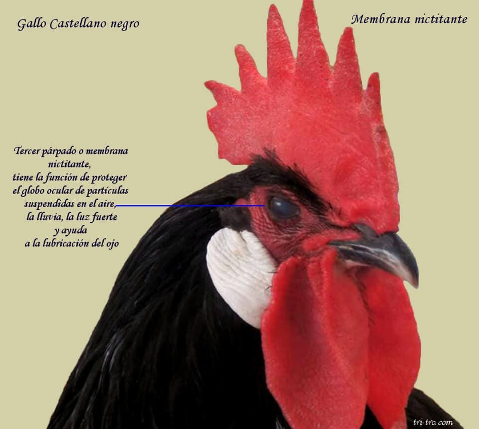 Ojo de gallo membrana nictitante en Castellano