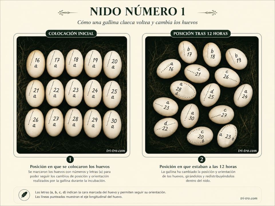 Nido nº 1 Posición en que se colocaron los huevos, y como estaban posicionados a las 12 horas de incubación por la clueca.
