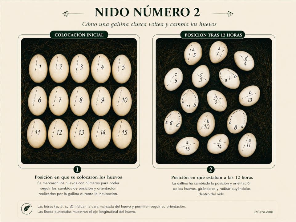 Nido nº 2 Posición en que se colocaron los huevos, y como estaban posicionados a las 12 horas de incubación por la clueca.