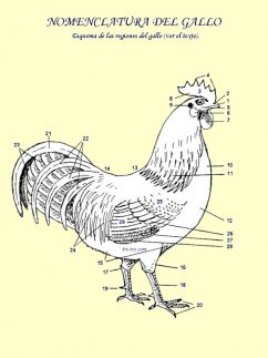 Nomenclatura del Gallo, esquema de las regiones del gallo, ver el texto.