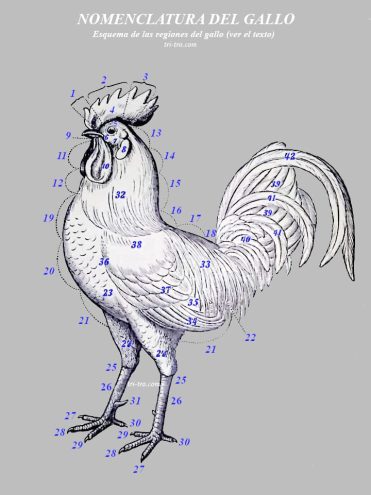 Nomenclatura del gallo