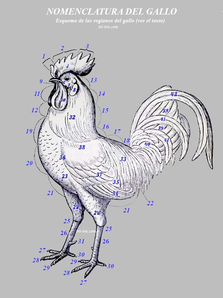 Nomenclatura del gallo