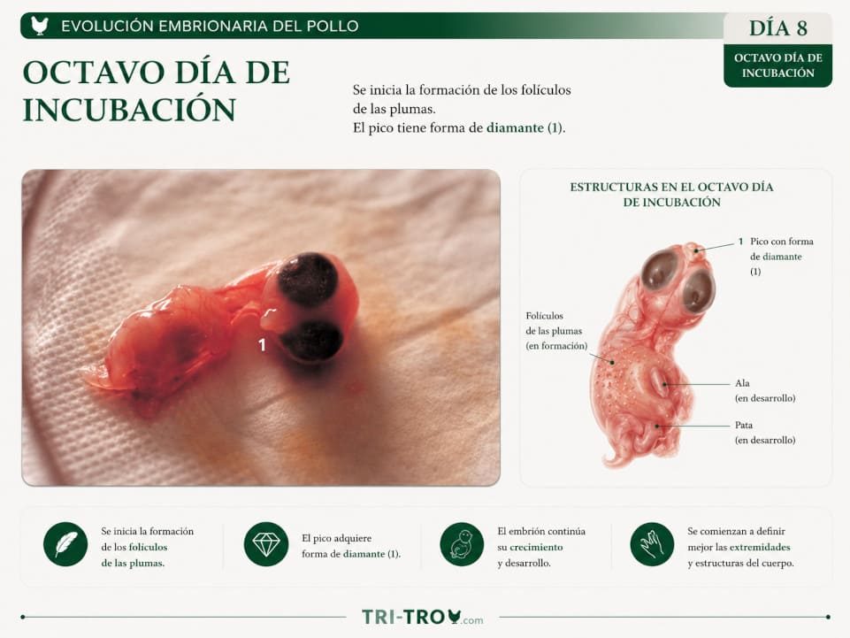 Octavo día de incubación 1