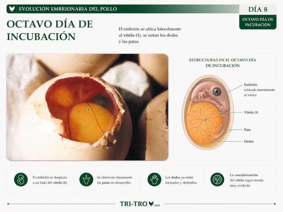 Octavo día de incubación