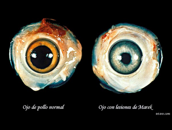 Ojo de pollo normal a la izquierda. Las lesiones oculares y la pupila irregular causado por Marens
