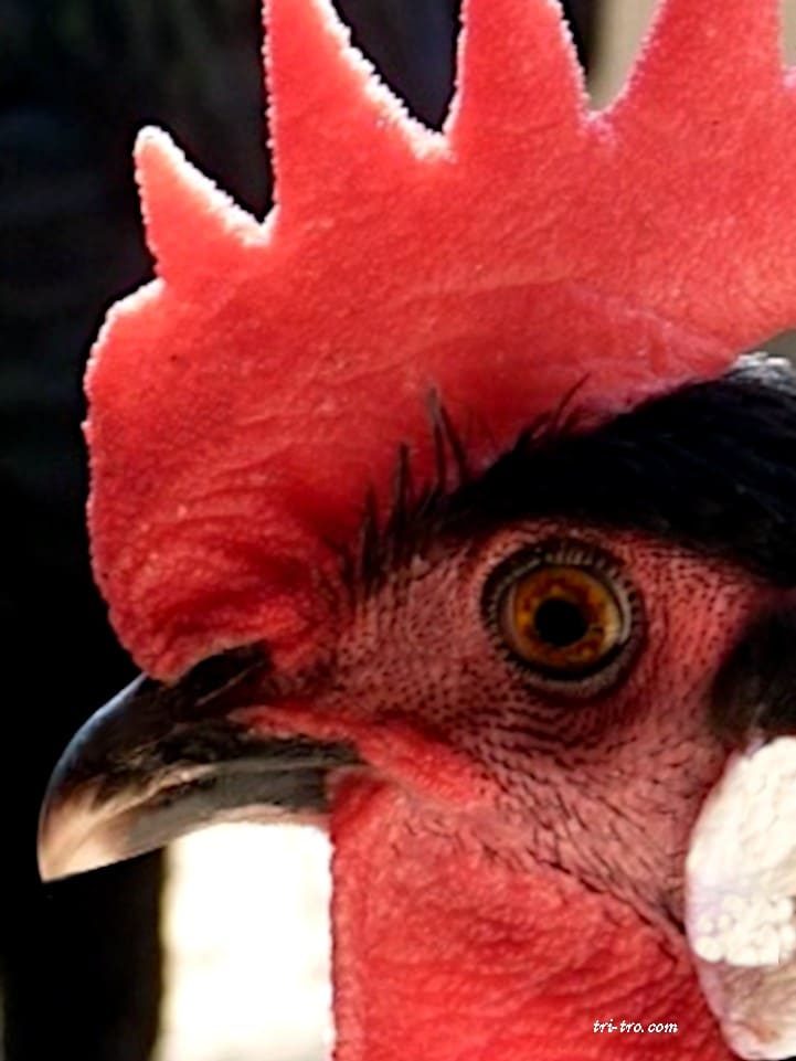 Ojo del gallo Castellano.