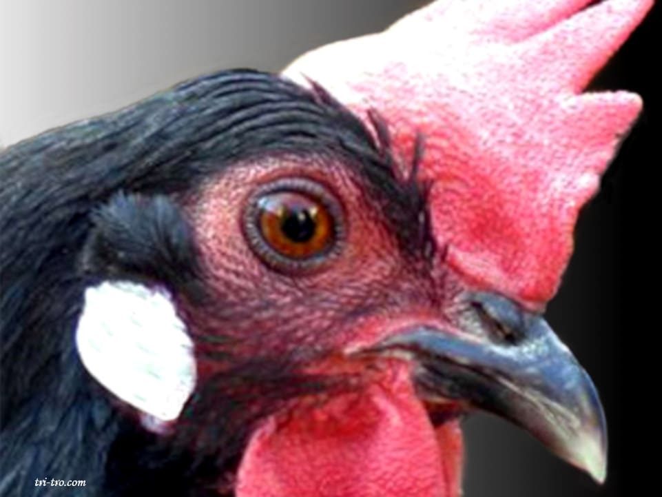 Ojo de Gallina Castellana negra y cara