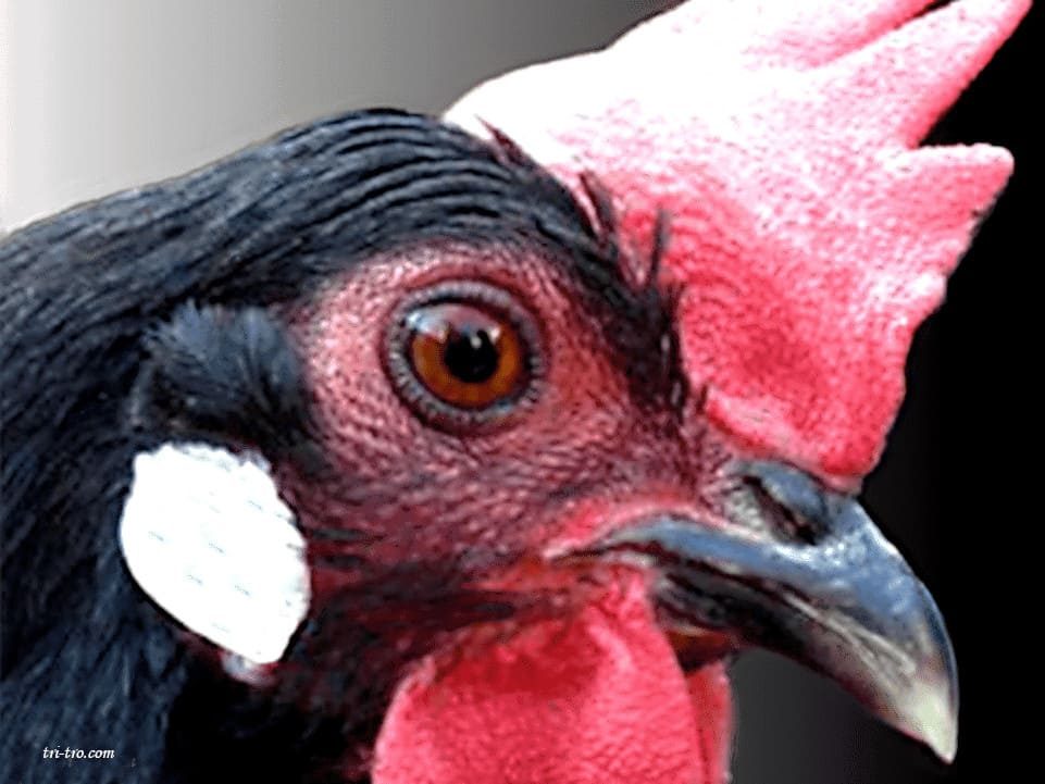 Cara gallina castellana