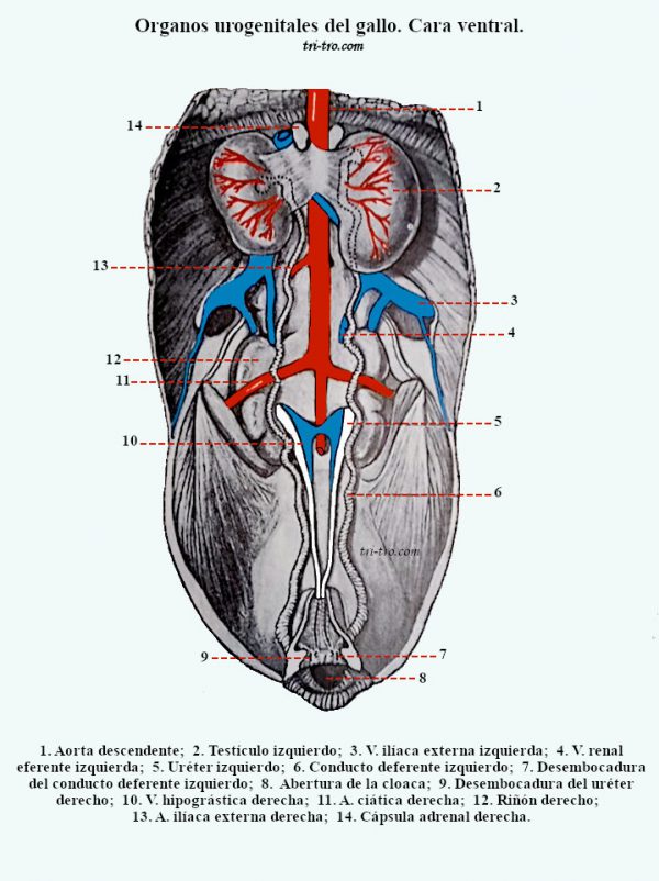 Organos urogenitales del gallo. Cara ventral. 22
