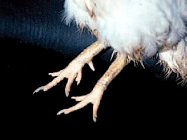 Osteopretosis en patas de un gallo