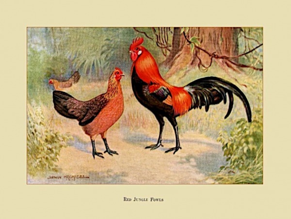 Pareja de Red Jungle Fowls lámina.