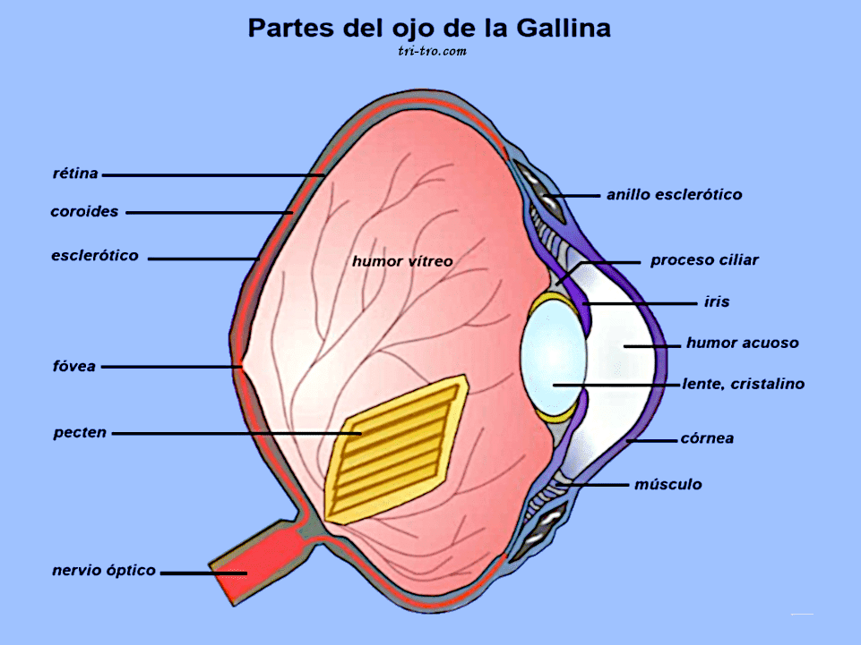 Partes del ojo de la Gallina.