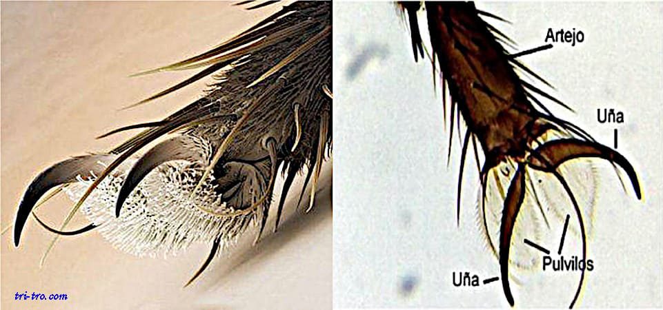 Ampliación de una pata de mosca al microscopio.