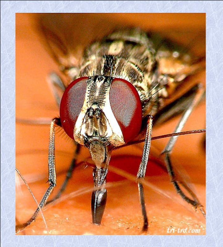 Penetrando con su probóscide, Mosca del establo