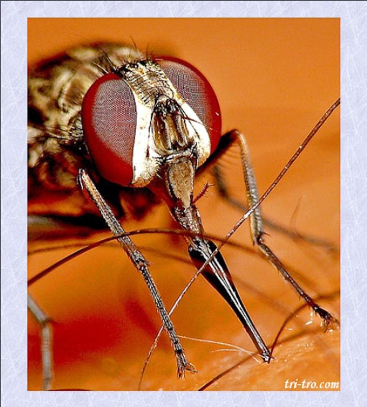 Pinchando con su probóscide, Mosca del establo