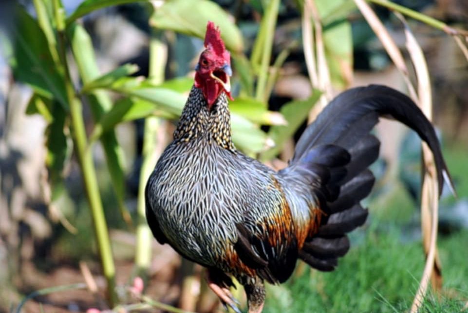 Gallus sonneratii Pinola website, tomada Julio 2013