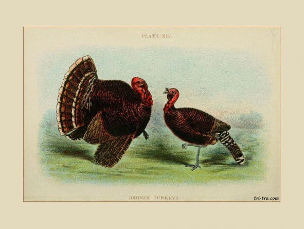 Lámina XIV Bronze Turkeys.