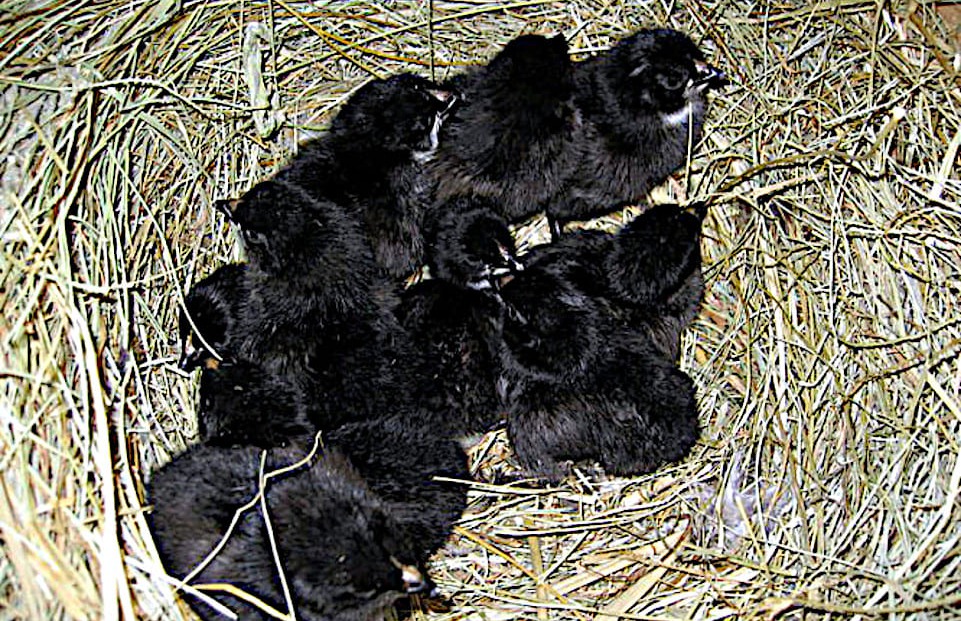 Pollitos Castellanos negros en el nido