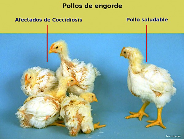 Pollos de engorde Coccidiosis