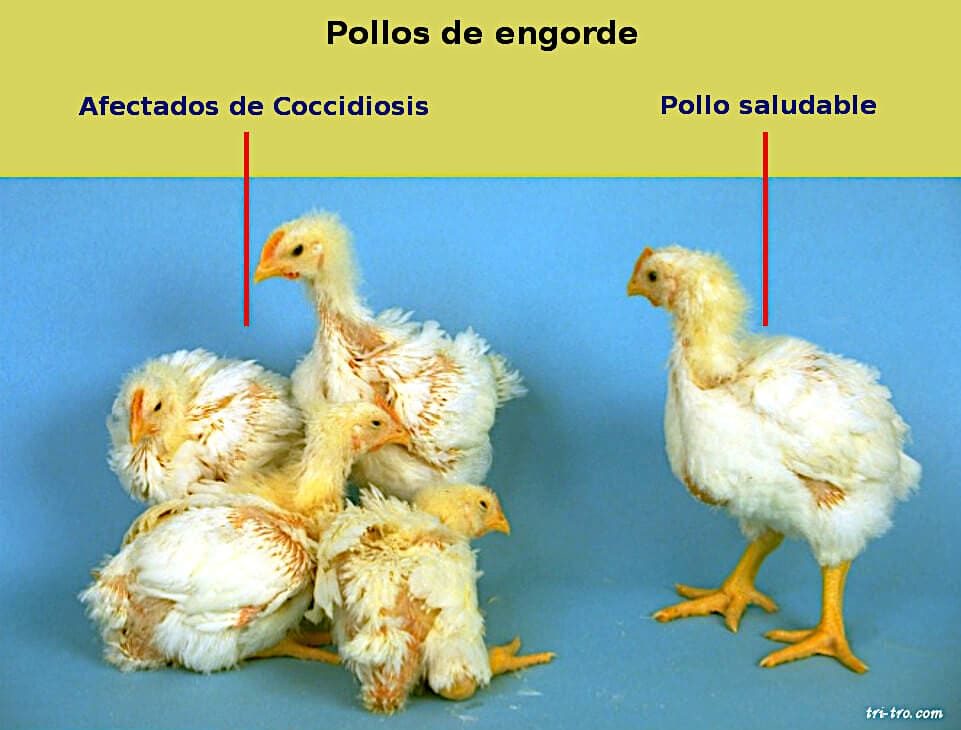 Pollos de engorde Coccidiosis