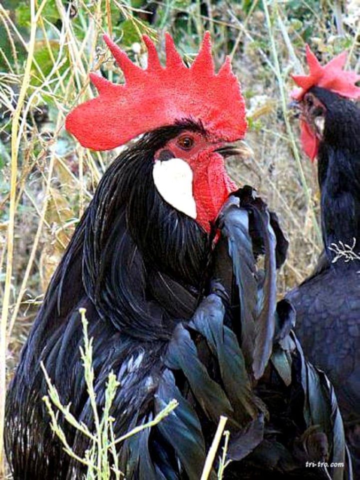 Gallo y Gallina Castellana negra
