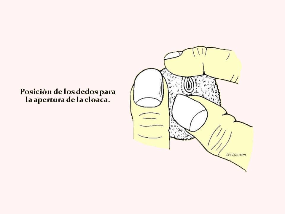 Posición de los dedos para la apertura de la cloaca
