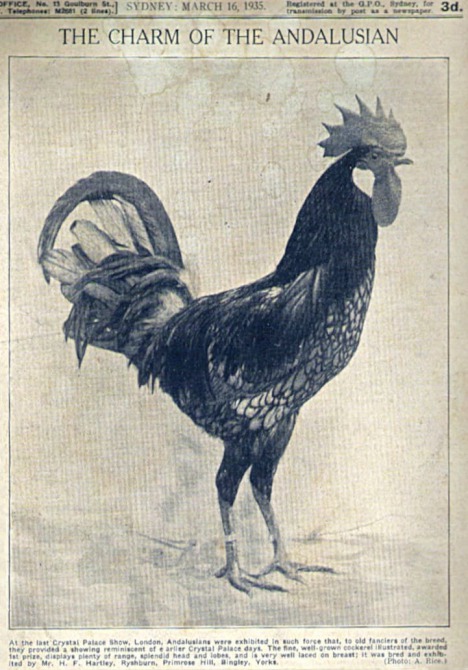 Poultry Culture 1935