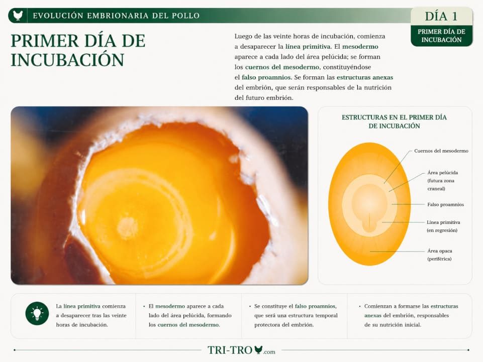 Primer día de incubación.
