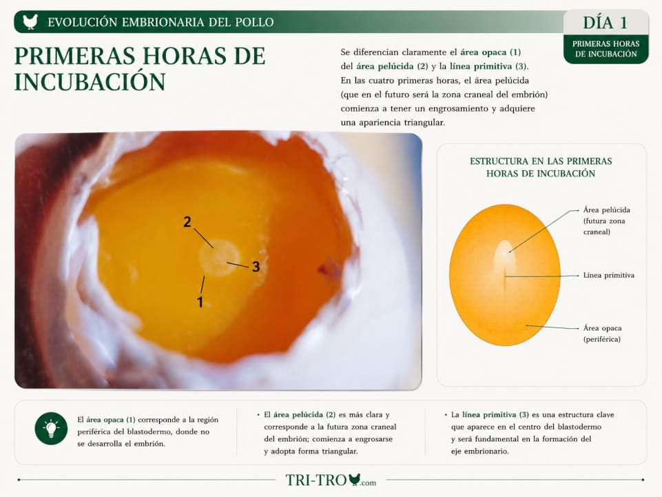 Primeras horas de incubación