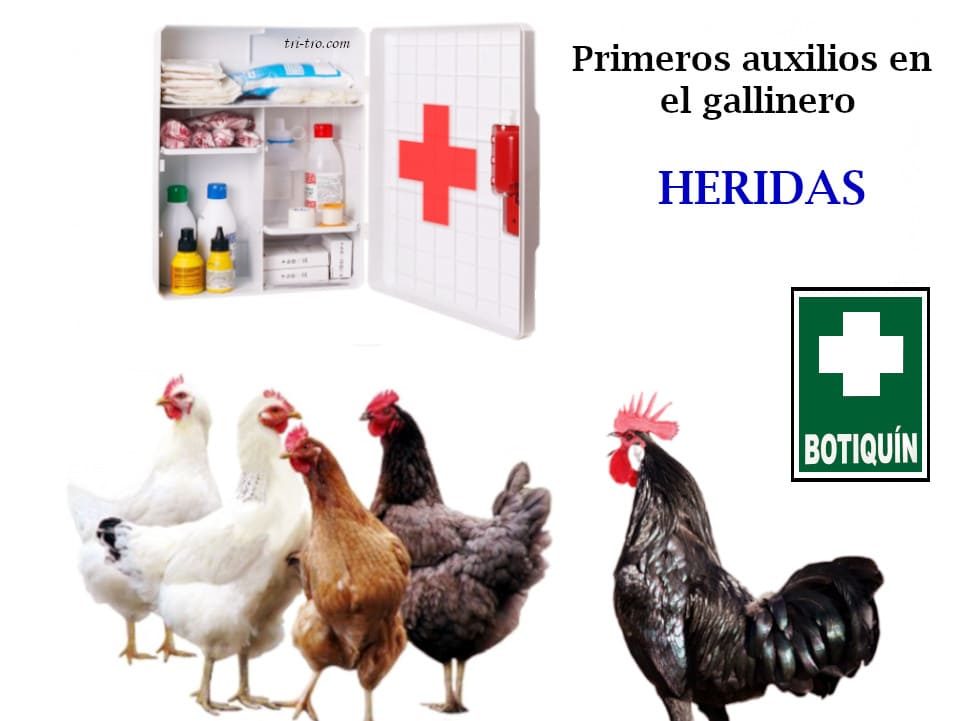 Heridas en gallinas.