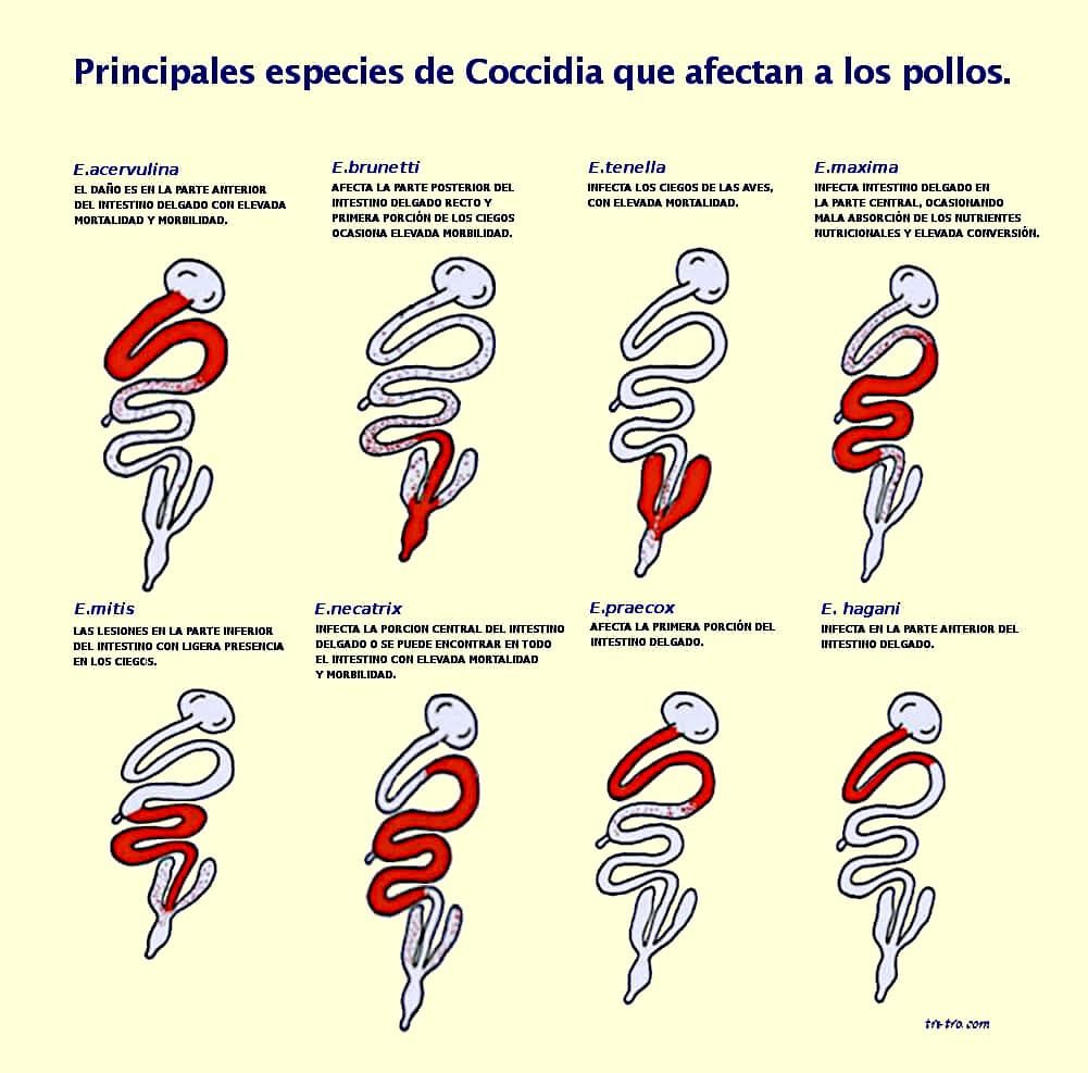 Principales especies de Coccidia que afectan a los pollos.