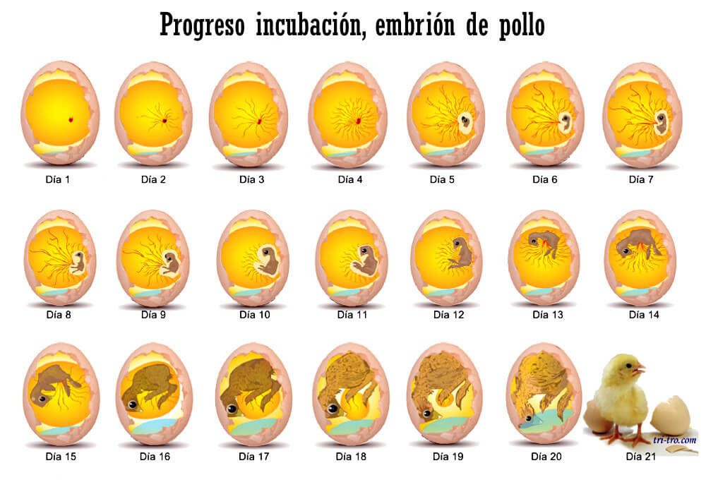 Progreso incubación, embrión de pollo.