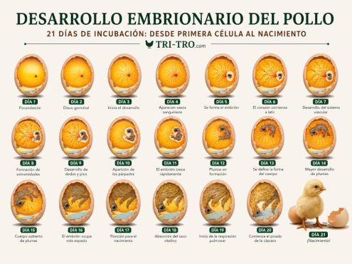Progreso de incubación, embrión de pollo