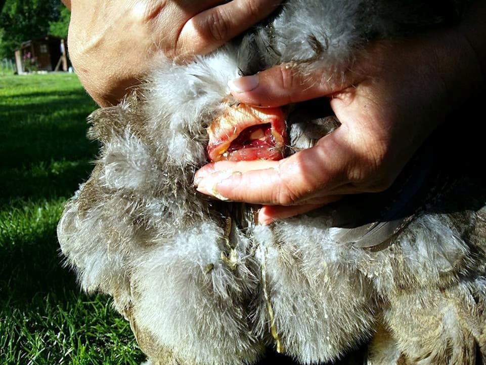Puesta abdominal en gallina, iniciando la salida del huevo