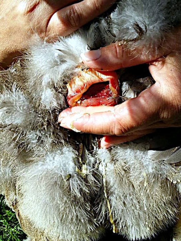 Prolapso del oviducto en gallina
