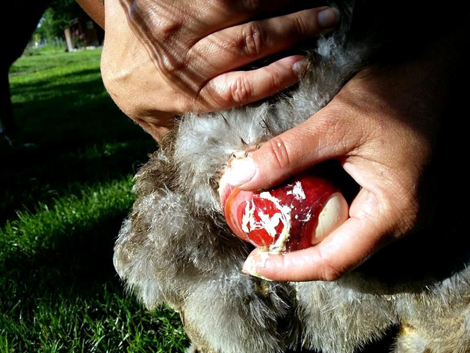 Puesta abdominal en gallina, sacando el huevo