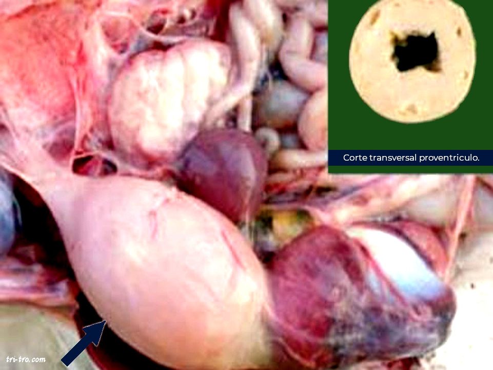 Proventriculos con crecimiento anormal. Marek