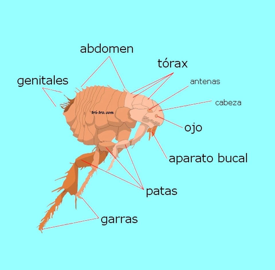 Partes de la pulga de la gallina