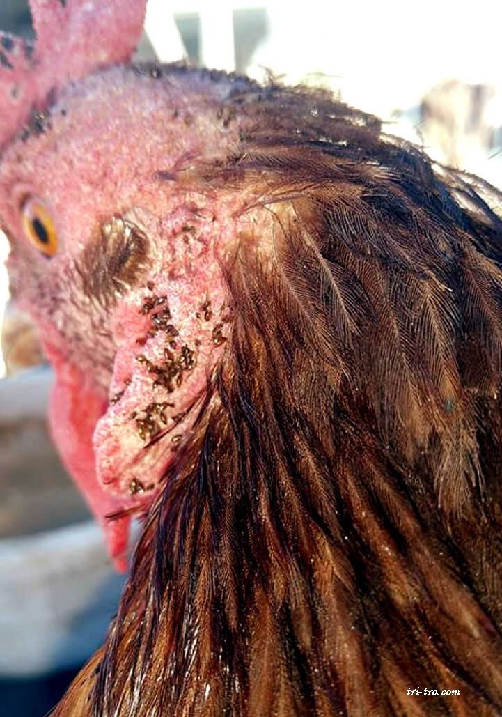Pulgas incrustadas en la piel de la gallina