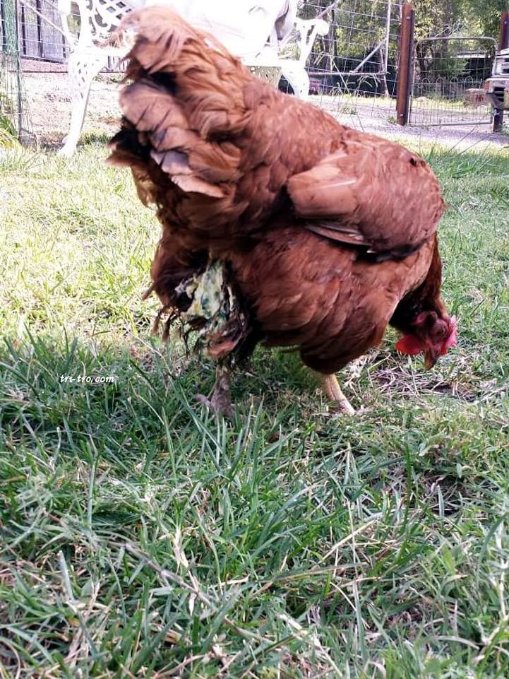 Diarrea blanca bacilar en gallina