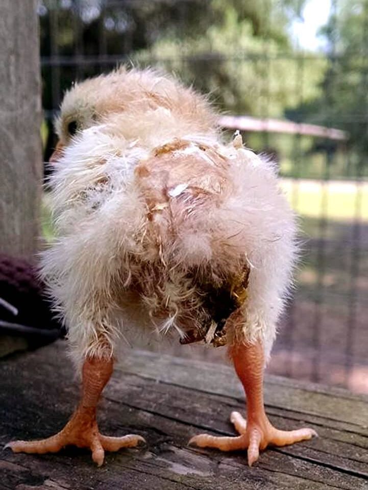 Pullorosis o Diarrea blanca bacilar en pollito.