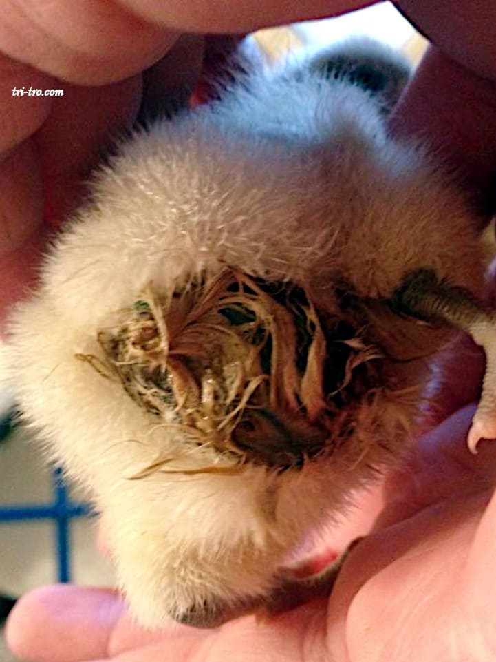 Salmonella en pollitos: cloaca sucia por diarrea verde (a veces blanquecina)