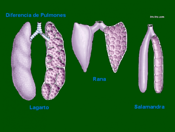 Pulmones Lagarto,Rana,Salamandra.